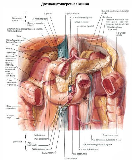Duodenum (12 small intestine)