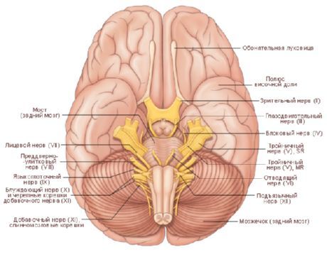 The brain. The lower surface of the brain.
