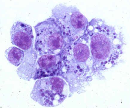 Causal agents of human anaplasmosis (family Anaplasmataceae)