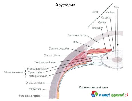 Crystalline lens. Structure of the crystalline lens.