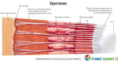 Crystalline lens. Structure of the crystalline lens.