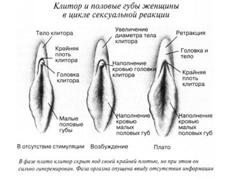 Clitoris Clitoris during intercourse