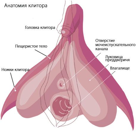 Clitoris Anatomy of the clitoris