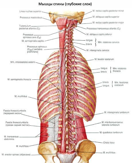 Back muscles