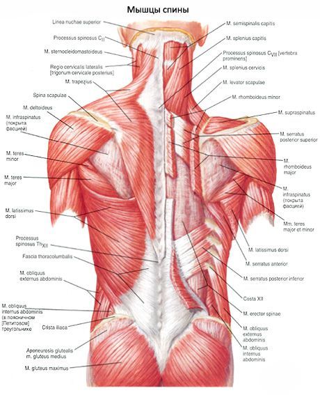Back muscles