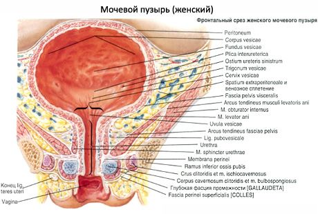 Urinary bladder (vesica urinaria)