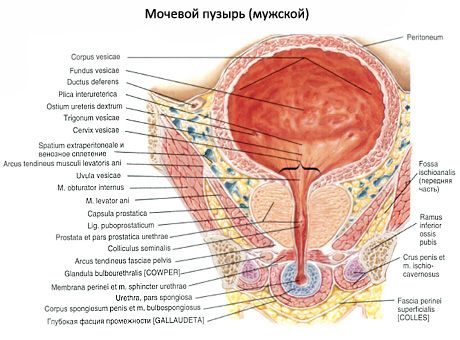 Urinary bladder (vesica urinaria)