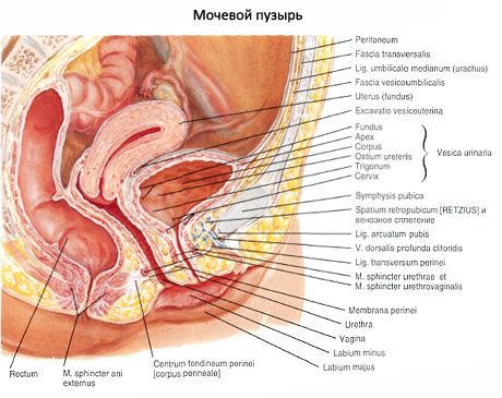 Urinary bladder (vesica urinaria)
