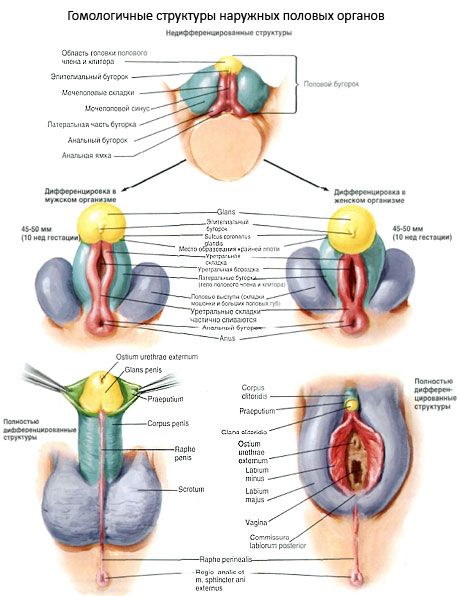 Clitoris Homologous structures of the external genitalia