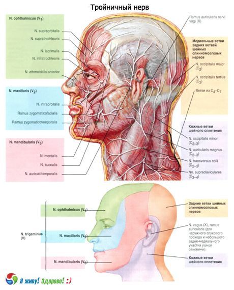 Trigeminal nerve